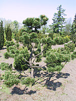 Pinus%20mugo%20-%20Bonsai3.JPG