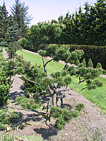 Pinus%20mugo%20-%20Bonsai4.JPG