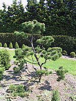Pinus%20mugo%20-%20Bonsai5.JPG