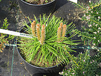 Pinus%20mugo%20Benjamin%2002.JPG