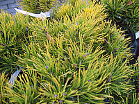 Pinus%20mugo%20Carstens%20Wintergold.JPG
