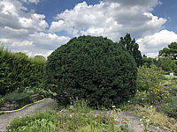 Pinus%20mugo%20Mops%20-%20alt%20im%20Berggarten.JPG