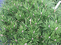 Pinus%20mugo%20Mops.JPG