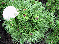 Pinus%20nigra%20Brepo.JPG