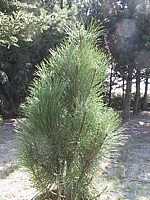Pinus%20nigra%20Fastigiata.JPG