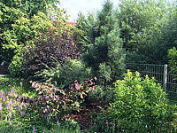 Pinus%20nigra%20Pyramidalis%2001.JPG