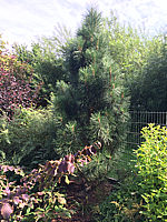 Pinus%20nigra%20Pyramidalis%2002.JPG