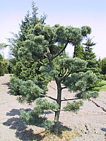 Pinus%20parviflora%20Glauca%20-%20Bonsairohling%2001.JPG