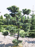 Pinus%20parviflora%20Glauca%20-%20Bonsairohling%2002.JPG
