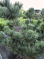 Pinus%20parviflora%20Negishi%2003.jpg