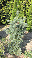 Pinus%20parviflora%20Negishii%2001%20-1m.JPG