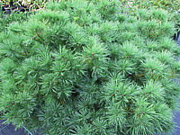 Pinus%20strobus%20Minima%20-%20Sol%201,5m.JPG
