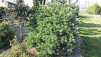 Pinus%20strobus%20Minima%202,5m%20Sol%2002.JPG