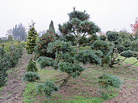 Pinus%20strobus%20Radiata%20-%20Bonsai%2001a.JPG