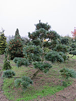 Pinus%20strobus%20Radiata%20-%20Bonsai%2001b.JPG