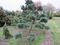 Pinus%20strobus%20Radiata%20-%20Bonsai%2002.JPG