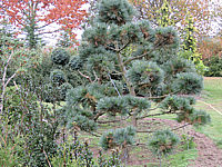Pinus%20strobus%20Radiata%20-%20Bonsai%2003.JPG