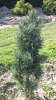 Pinus%20sylvestris%20Fastigiata%201m.JPG