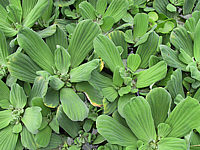 Pistia%20stratiotes%2001.JPG
