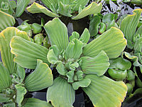 Pistia%20stratiotes%2002.JPG