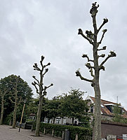 Platanus%20hispanica%20-%20Pyramide%2002.jpg