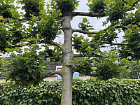 Platanus%20hispanica%20-%20Spalier%2003.HEIC
