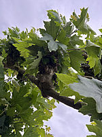 Platanus%20hispanica%20-%20Spalier%2004.HEIC