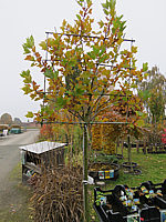 Platanus%20hispanica%20Alphen's%20Globe%20-%20Faecher%20fuer%20Sichtschutz.JPG