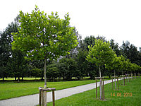 Platanus%20hispanica%20Alphen's%20Globe%20-%20H%2016-18.jpg