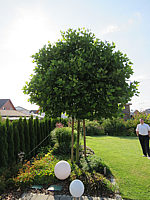 Platanus%20hispanica%20Alphen's%20Globe%20-%20H%2020-25%20Sol%2001.JPG