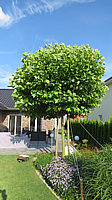 Platanus%20hispanica%20Alphen's%20Globe%20-%20H%2020-25%20Sol%2002.JPG