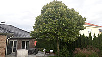 Platanus%20hispanica%20Alphen's%20Globe%20-%20H%2040-50.jpg