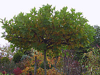 Platanus%20hispanica%20Alphen's%20Globe%20-%20dachfoermig2.JPG