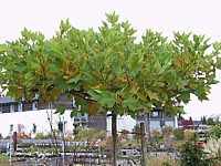 Platanus%20hispanica%20Alphen's%20Globe%20-%20dachfoermig3.JPG
