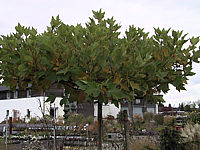 Platanus%20hispanica%20Alphen's%20Globe%20-%20dachfoermig4.JPG
