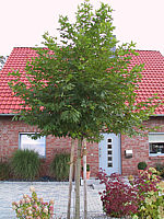 Platanus%20orientalis%20Minarett%20-%20Baum2.JPG