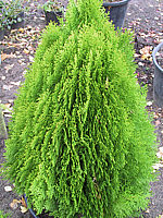 Platycladus%20orientalis%20Aurea%20Nana%2001.JPG