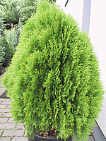 Platycladus%20orientalis%20Aurea%20Nana%2002.JPG