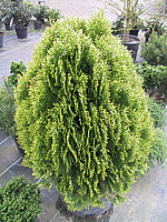 Platycladus%20orientalis%20Aurea%20Nana%2003.JPG