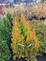 Platycladus%20orientalis%20Pyramidalis%20Aurea%20-%20Herbst.JPG