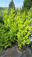 Platycladus%20orientalis%20Pyramidalis%20Aurea%20001.JPG