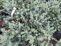 Podocarpus%20lawrencii%20Blue%20Gem%2002.JPG