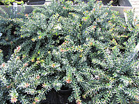 Podocarpus%20lawrencii%20Blue%20Gem.JPG