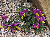 Polygala%20chamaebuxus.jpg