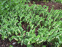 Polygonatum%20commutatum%20Minimus.JPG