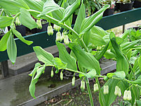 Polygonatum%20multiflorum%2001.JPG
