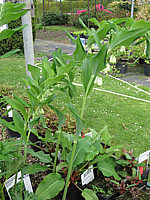 Polygonatum%20multiflorum%2002.JPG
