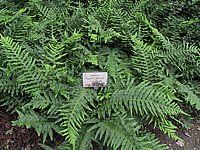 Polypodium%20interjectum.JPG