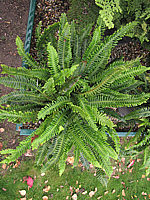 Polypodium%20vulgare%2001.JPG