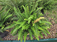 Polypodium%20vulgare%2002.JPG